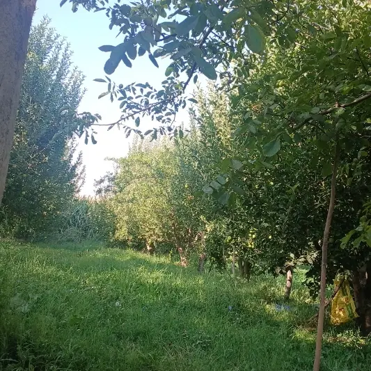 باغچه سیب  اجاره