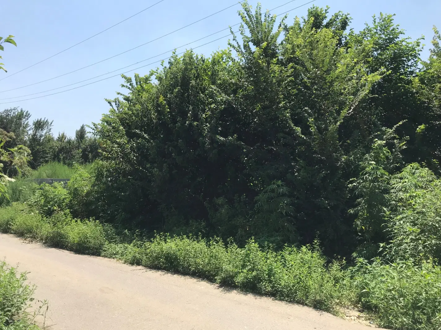 فروش زمین سند دار۲۹۸ متر صومعه سرا زیده سرا