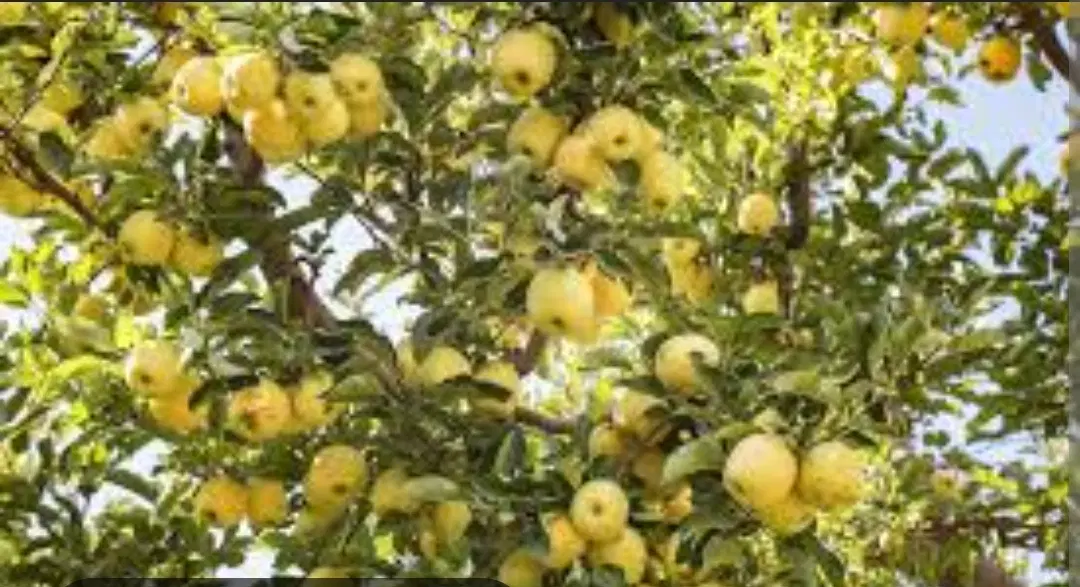 اجاره باغ سیب