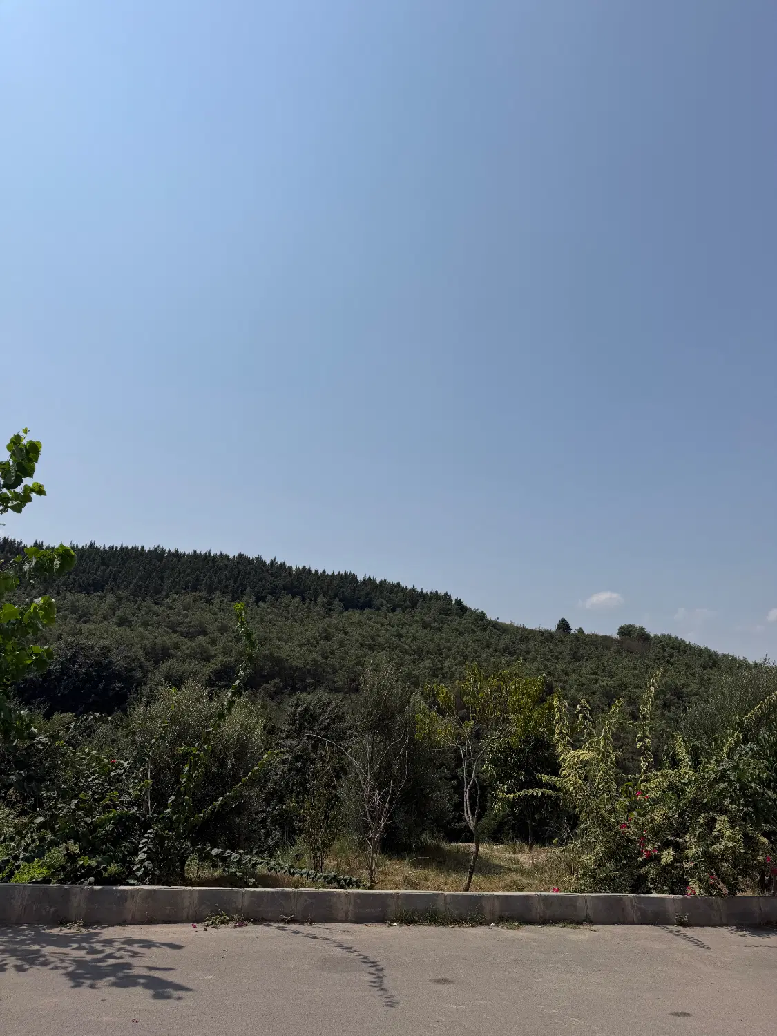 پیش فروش خونه