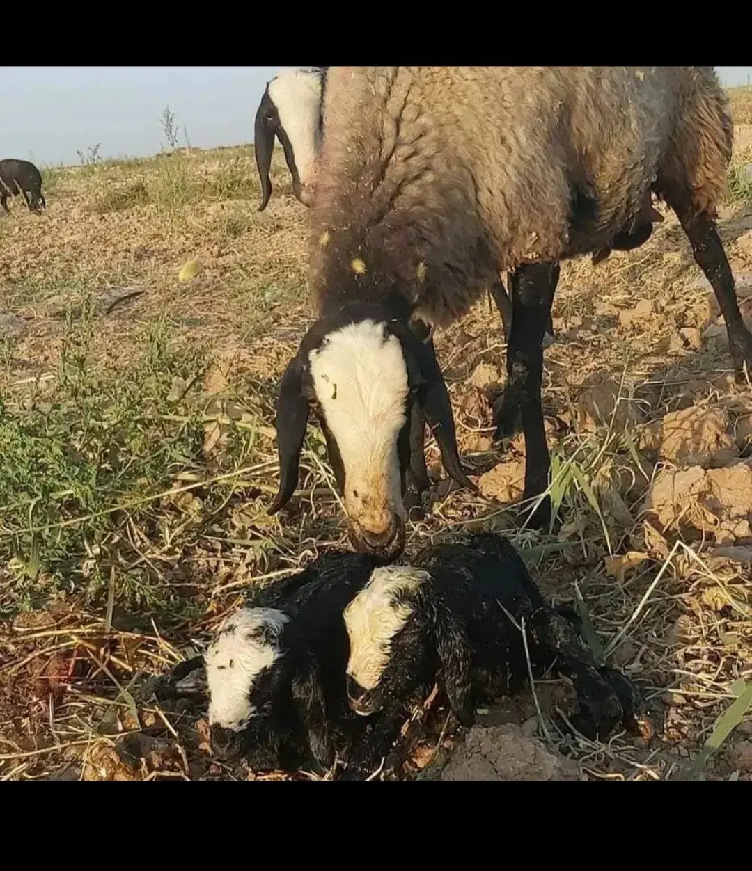 دامداری معاوضه با حیوان