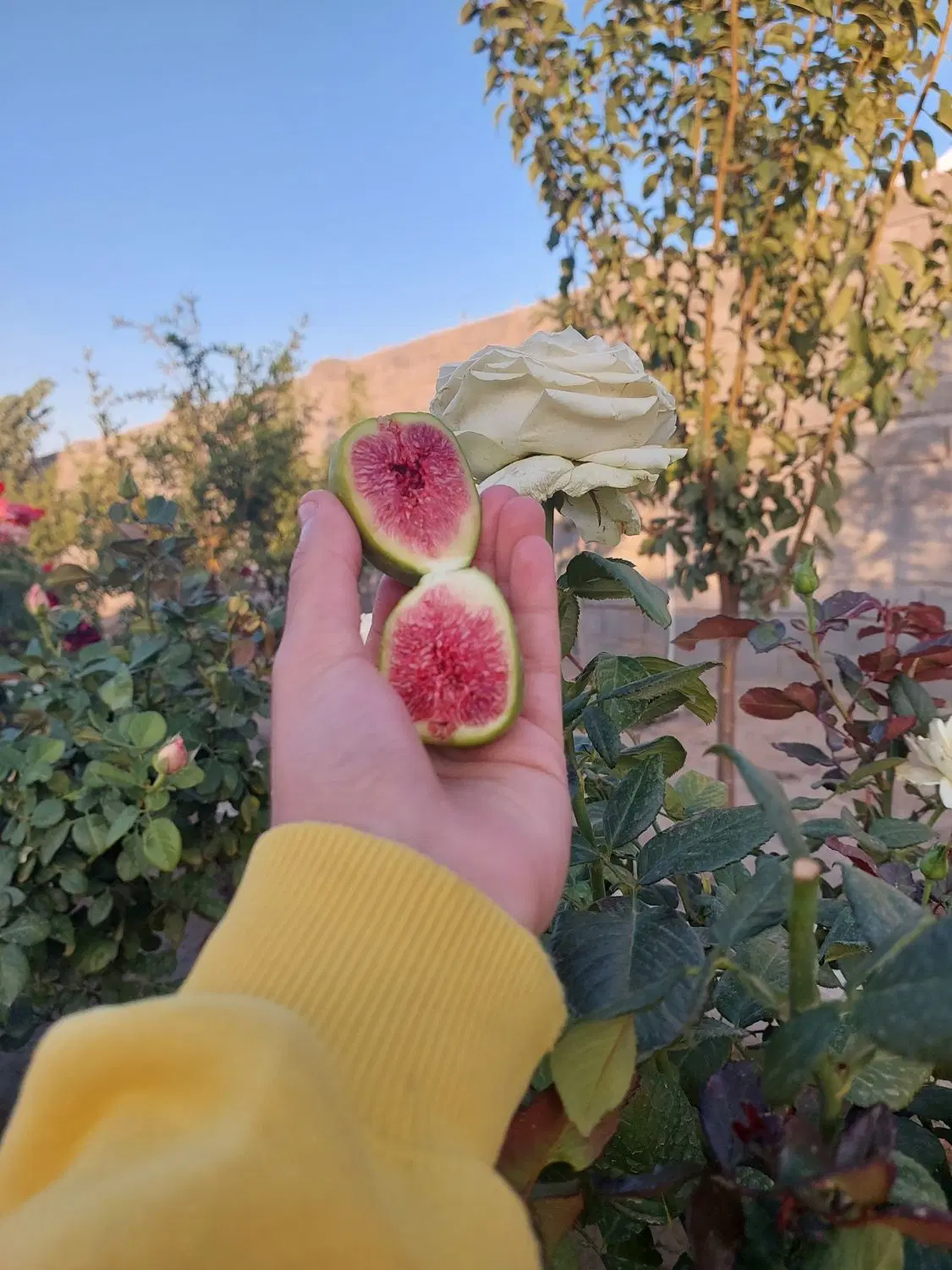 باغ شاندیز فرح آباد