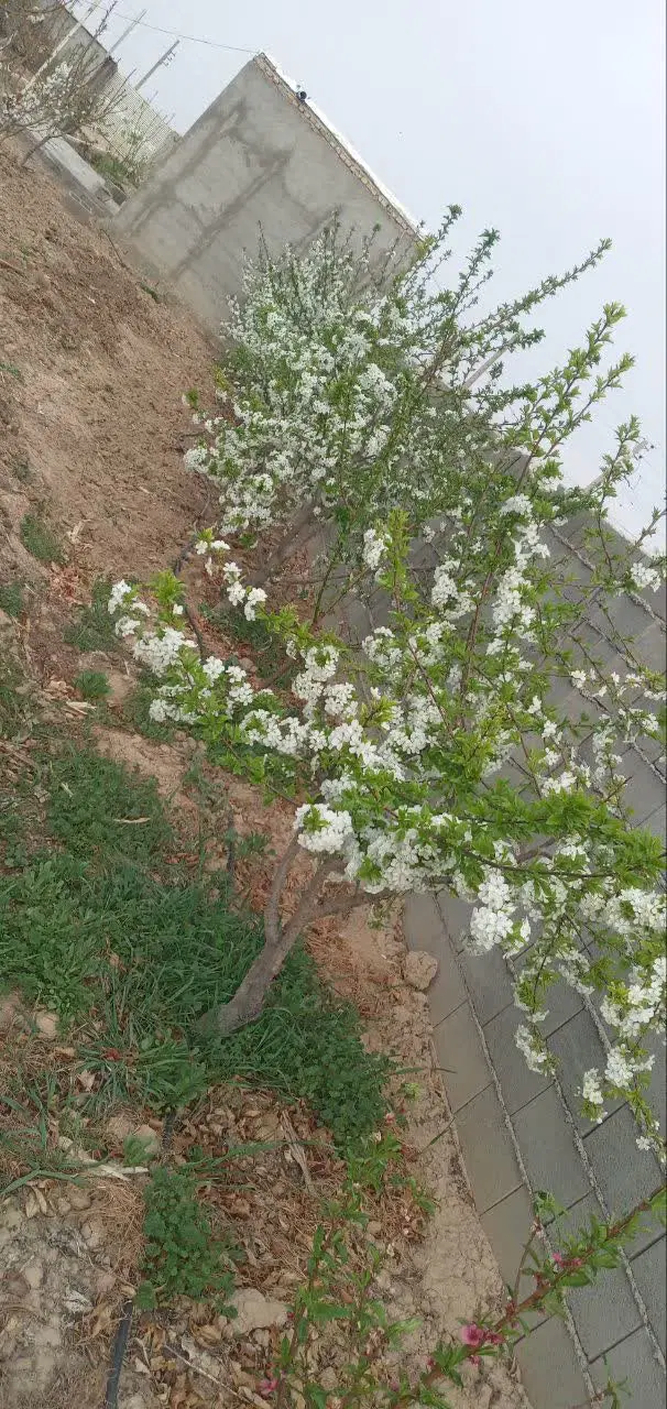 زمین مسکونی فروشی روستای پیرواش