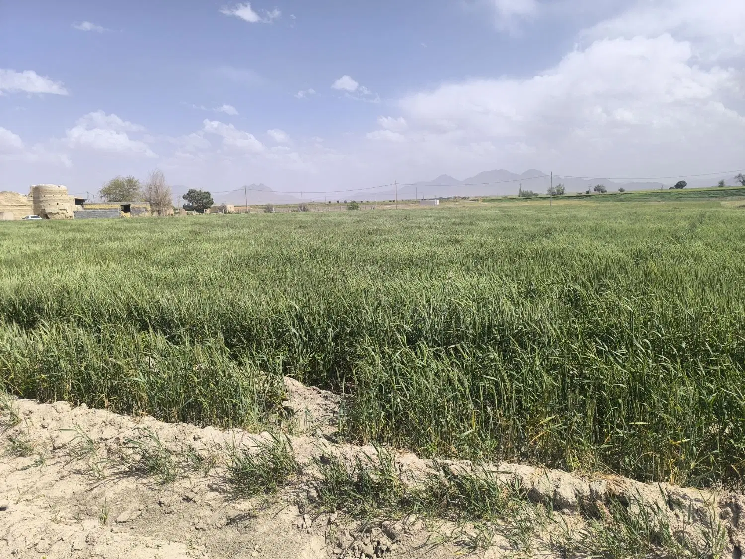فروش فوری فوری زمین باغی
