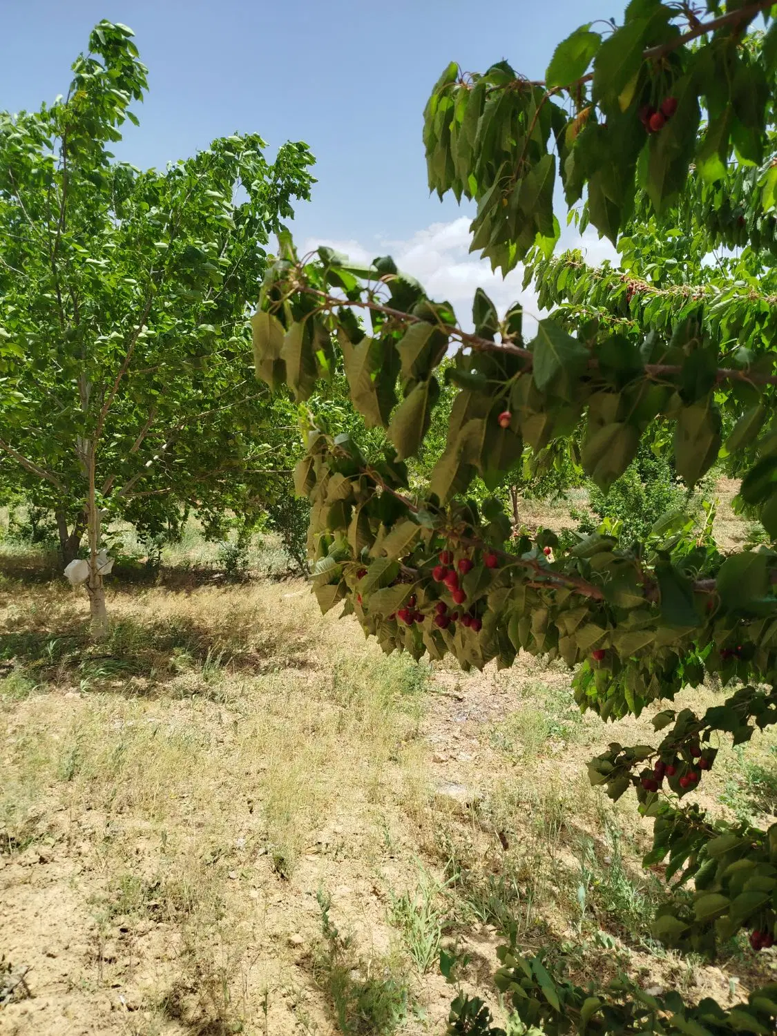 زمین کشاورزی چسبیده به آسفالت
