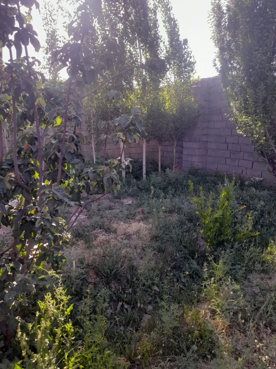 باغ فروشی