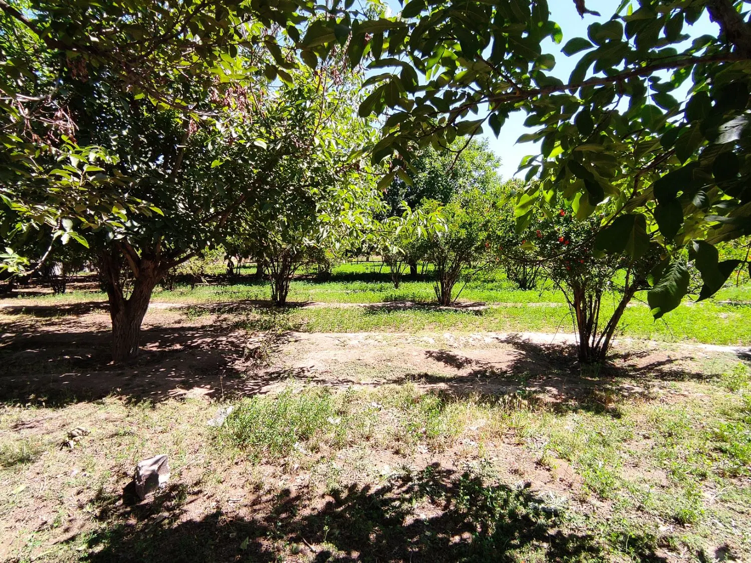 باغچه با درختان 30ساله در پیشوا
