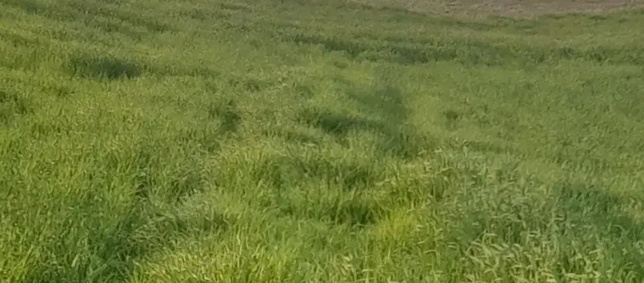 اجاره زمین کشاورزی
