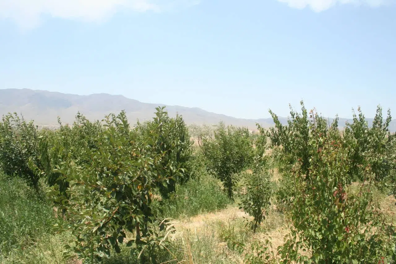 فروش زمین باغی کشاورزی در شاهرود،پشت بسطام
