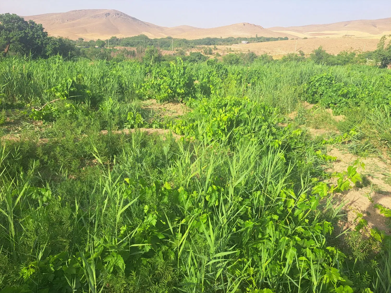 باغ انگور