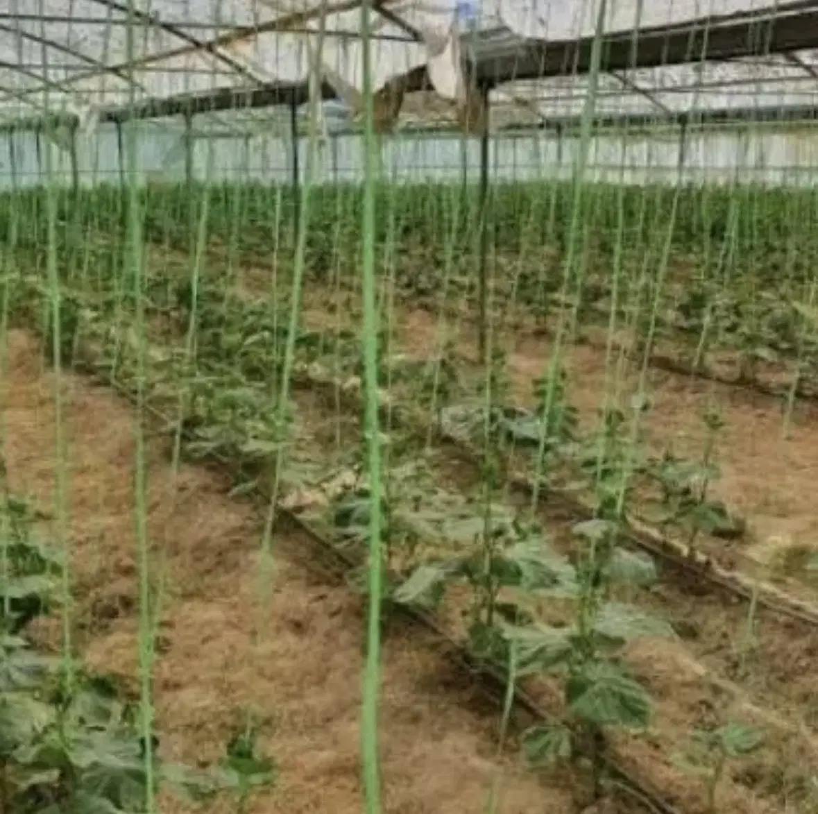 گلخانه صنعتی در بزرگترین شهرک گلخانه ای شرق کشور