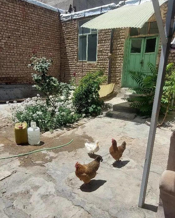 کلنگی سید ساجدین خیابان ۱۲متری بر۱۳