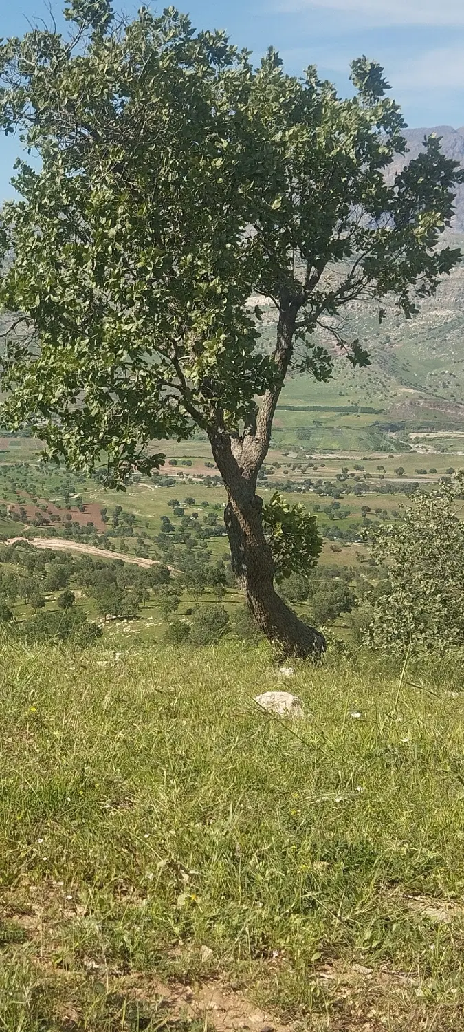 زمین ساختمانی
