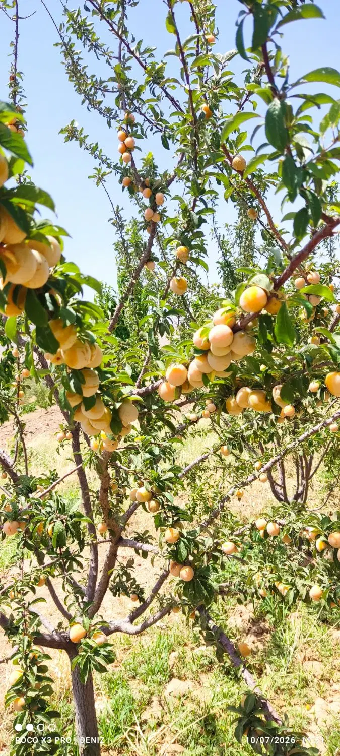 باغ سردرختی، ساوه، دشت لویین، آب از موتورآب