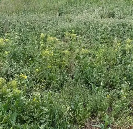زمین باغ خسروشاه.با ماشین یا آپارتمان معاوضه میکنم
