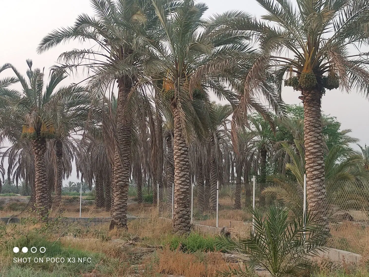 زمین باغ شهری 1000متری