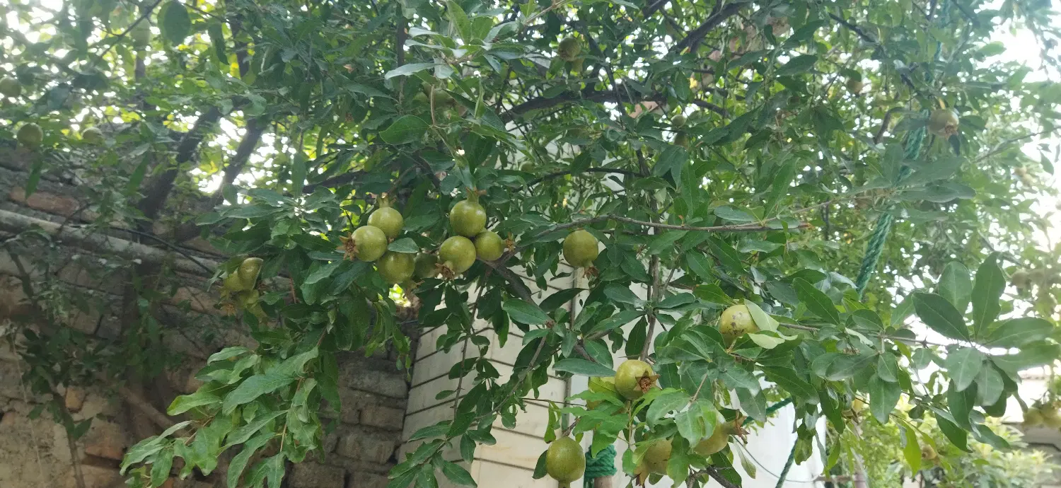 خونه اجاره ای