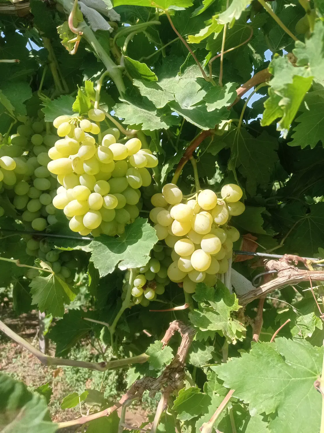 اجاره باغ انگور
