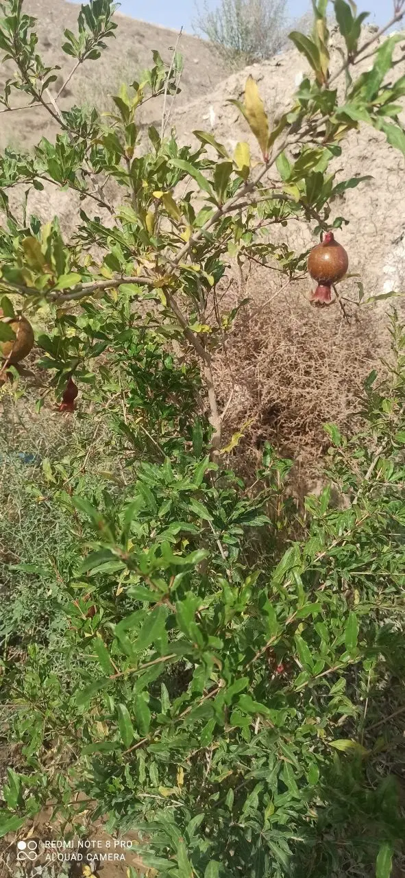 فروش باغچه با درختان ۷ساله