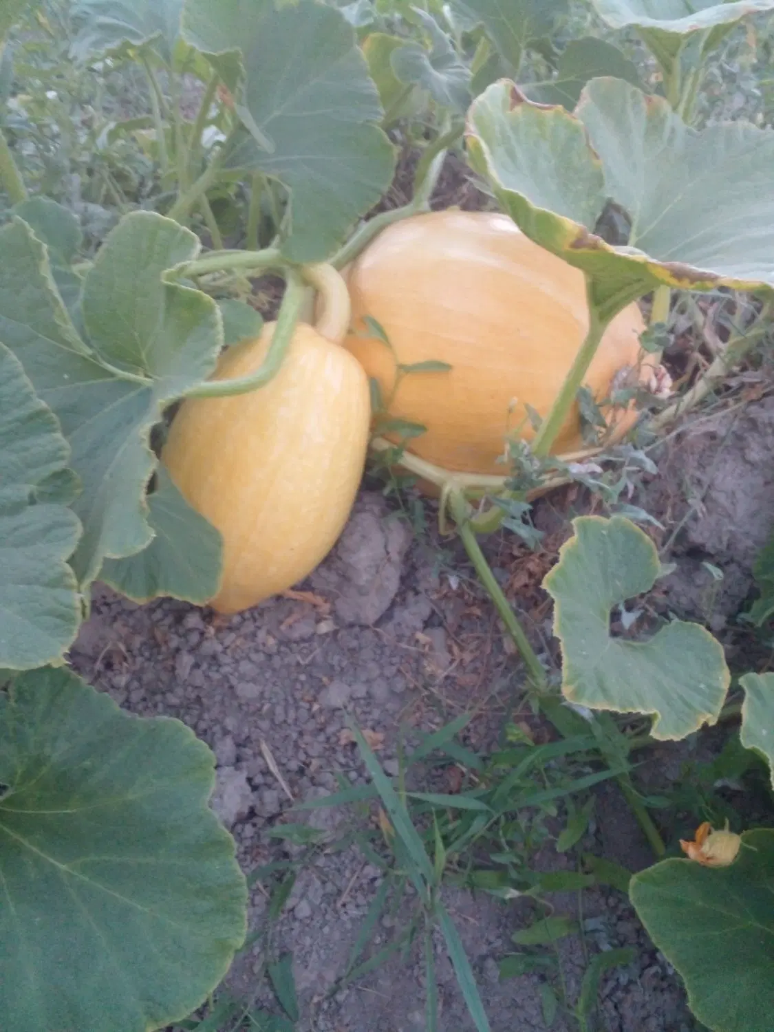 فروش باغچه ۱۰۰۰ متری ساریجالو