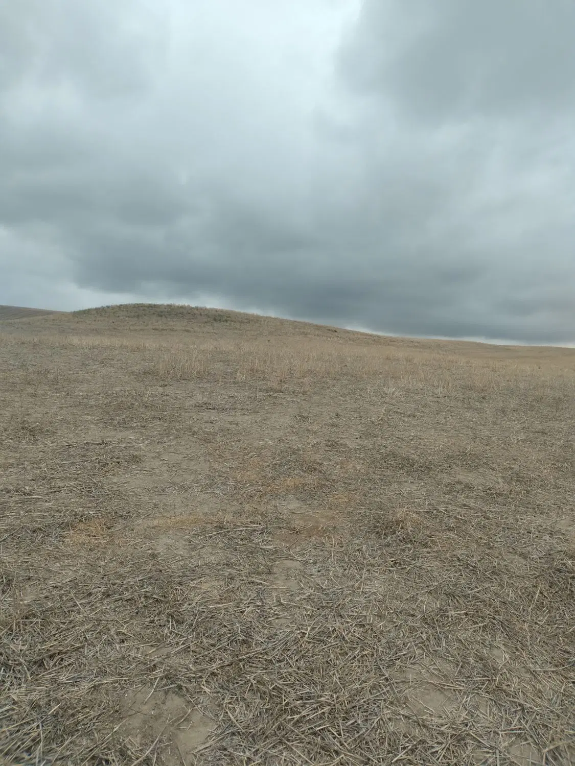 ۵ هکتار زمین اطراف روستای دشتی