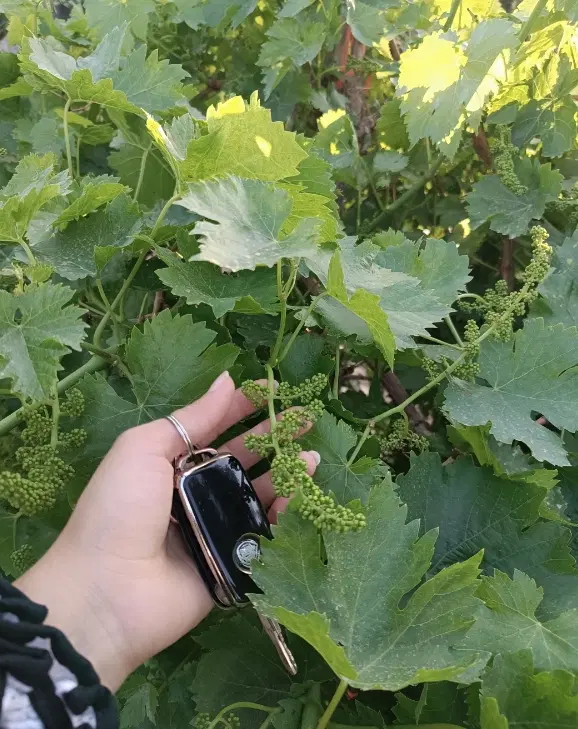 باغچه ۶۰۰ متر