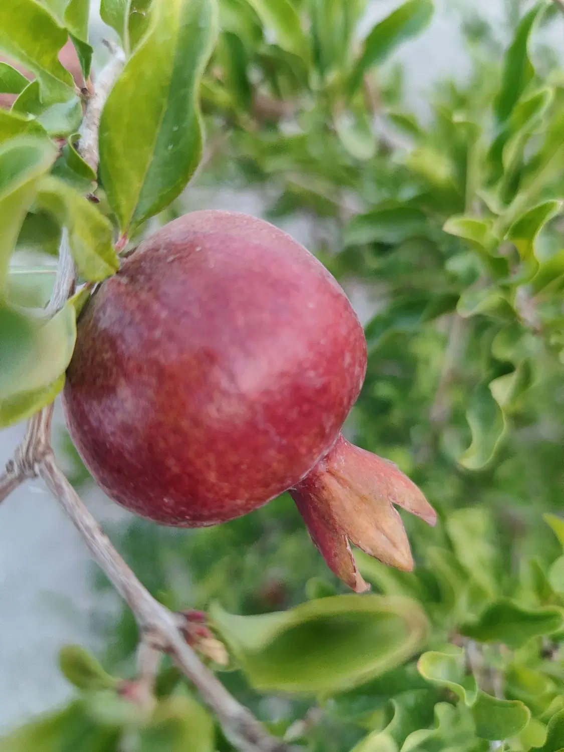 باغ ۱۰۰۰ متری اصفهانک‌ معاوضه با خانه یا آپارتمان