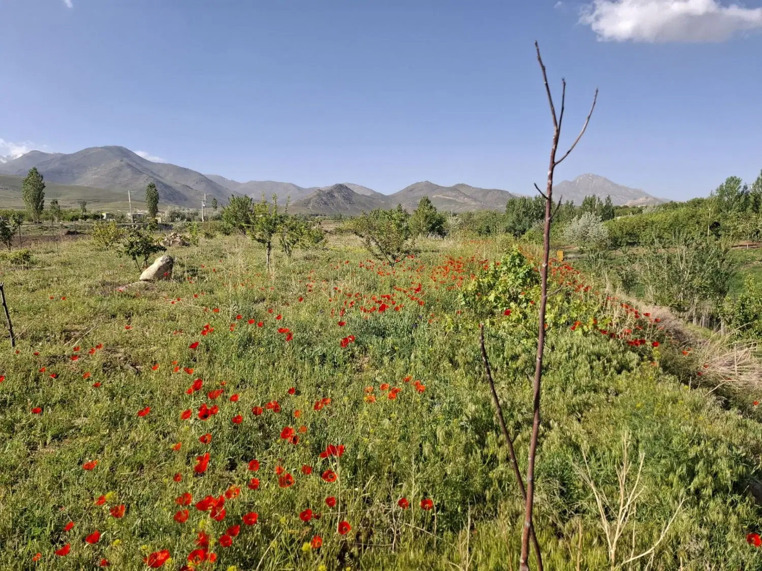 فروش باغ درروستای سیمین زاغه
