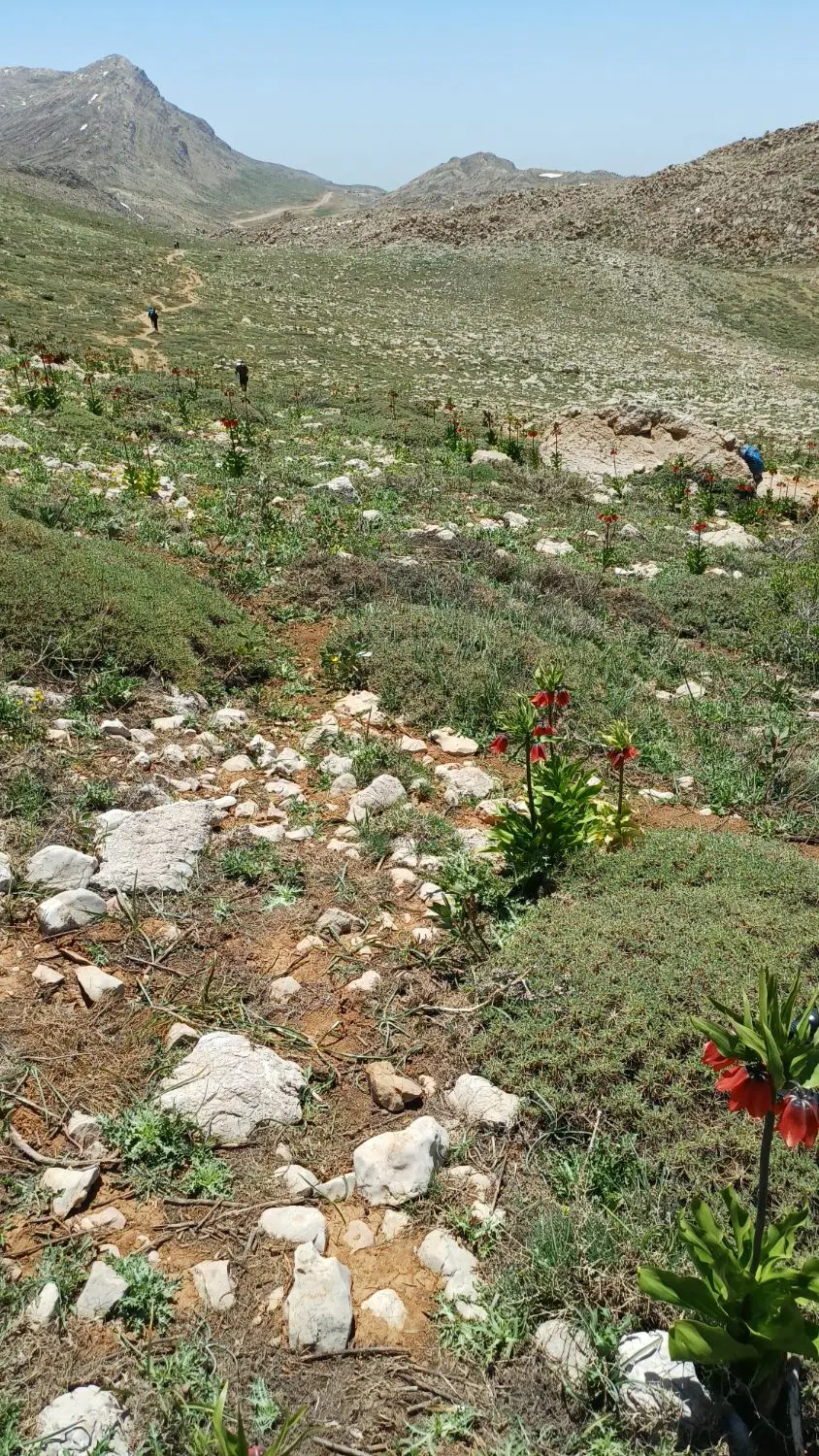 زمین سند دارد تک برگ مسکونی شهرو