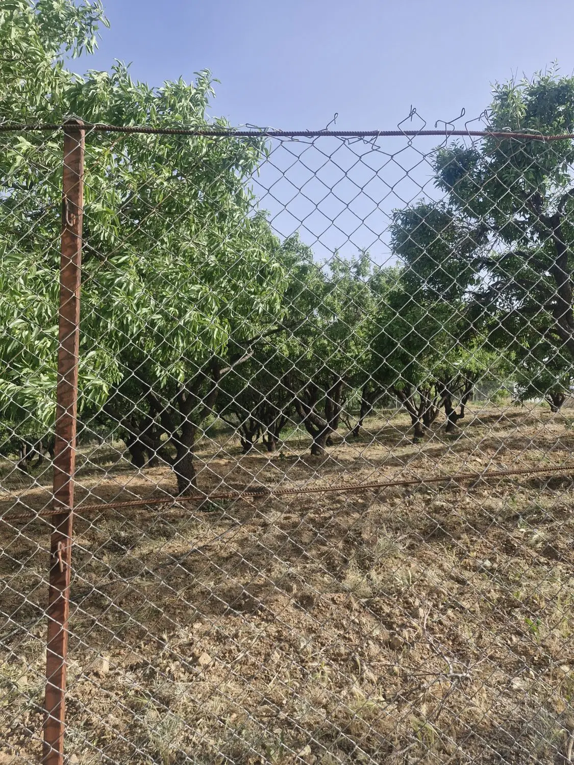 زمین و باغ با سند تک برگ