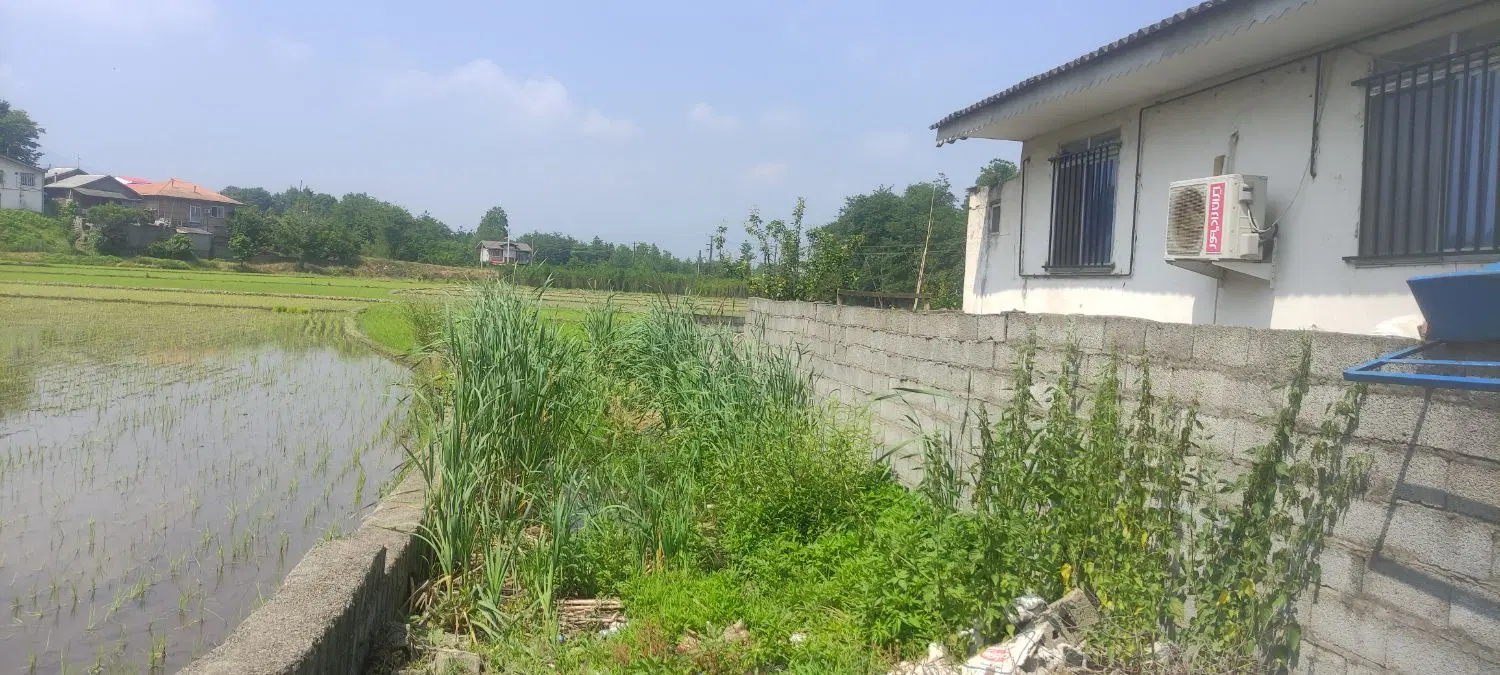زمین شالیزارسنتی ۲_۱۵۰متر
