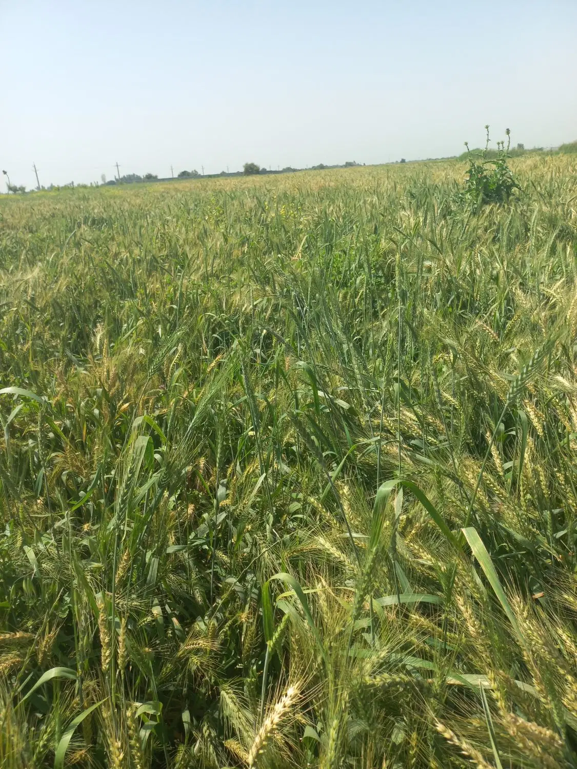 زمین کشاورزی