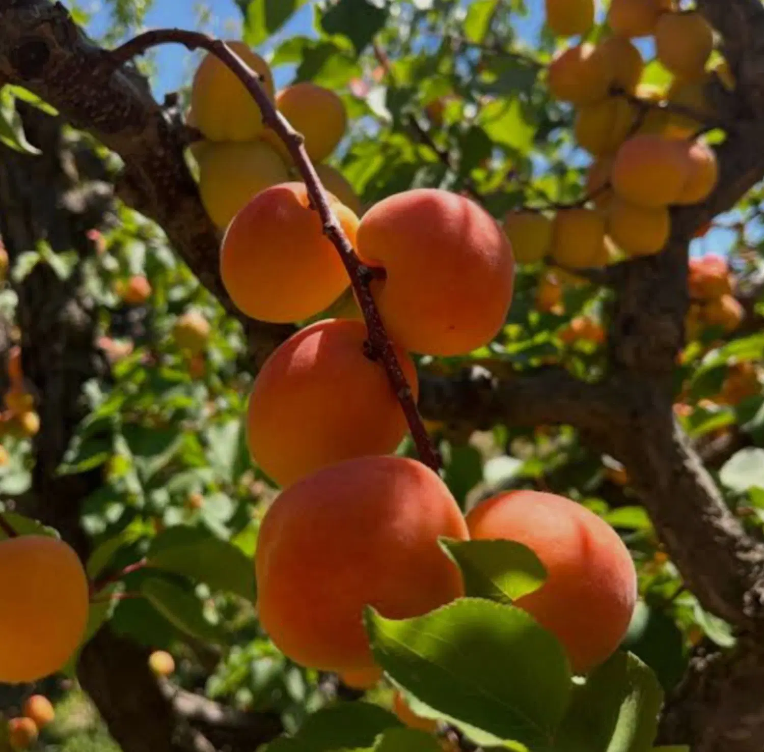 باغ میوه آستانه