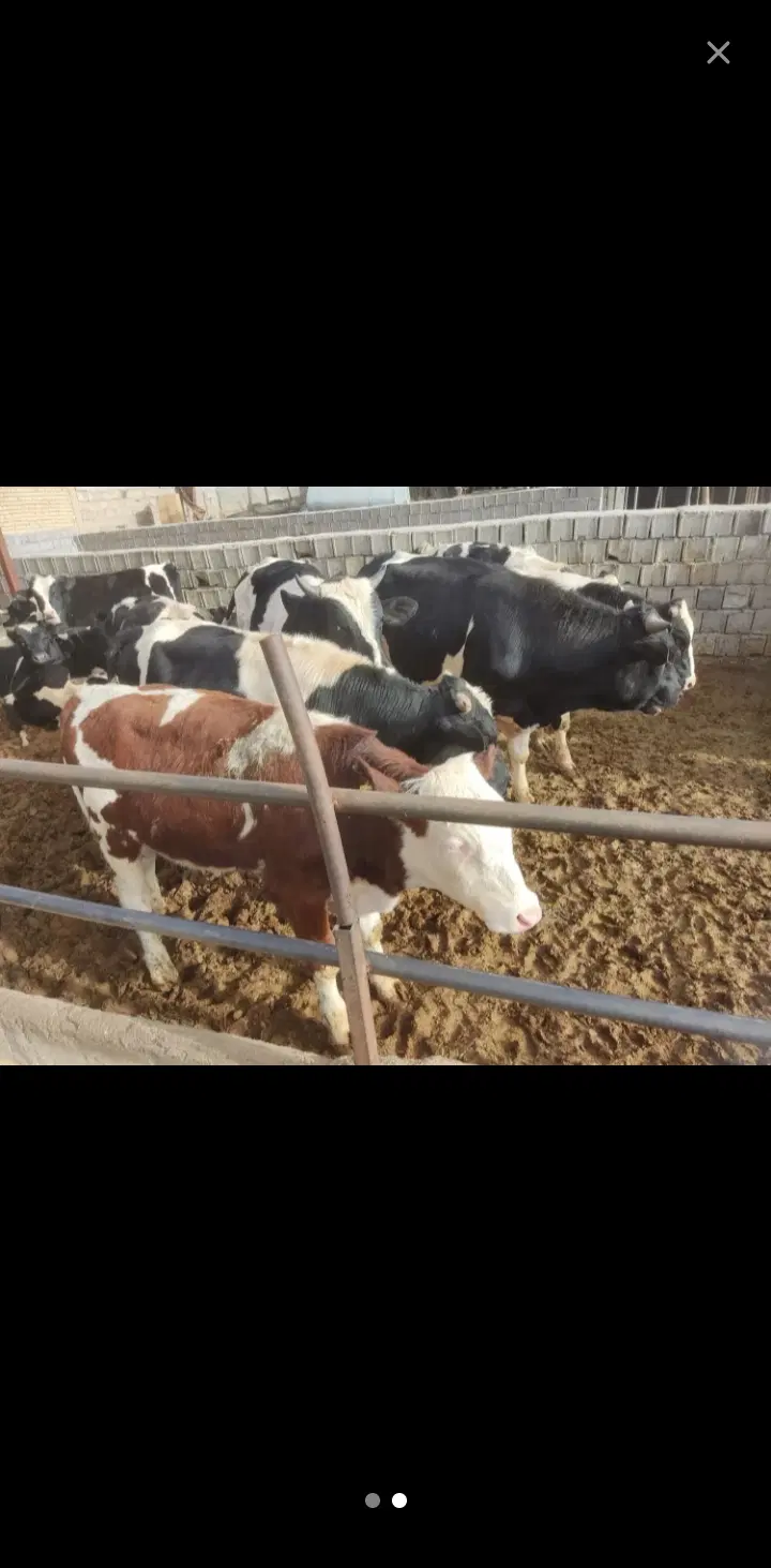 اجاره گاوداری 2500متری