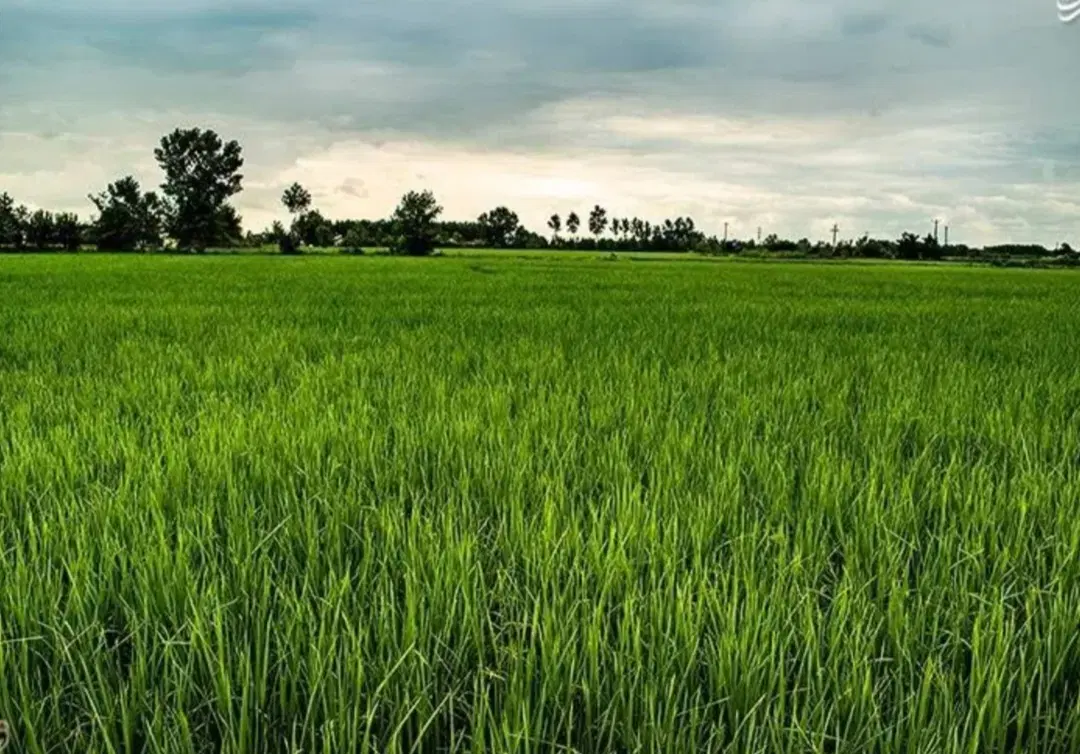 زمین زراعی