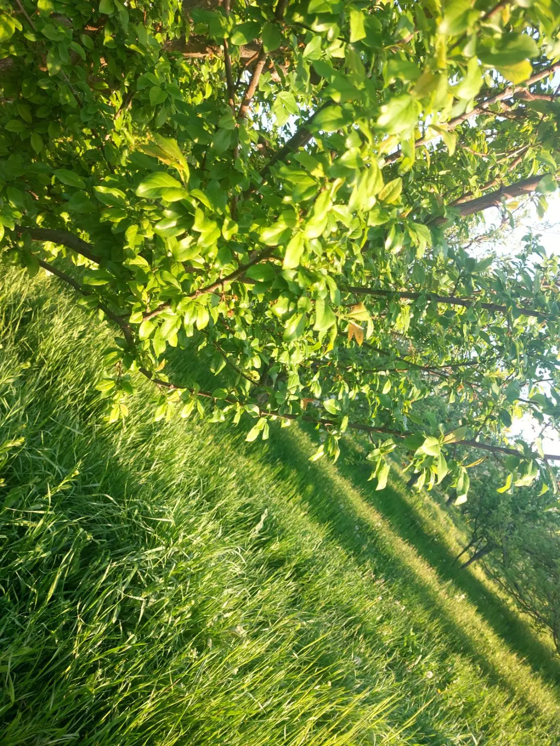 فروش باغ و باغچه الوان با کوله باغ