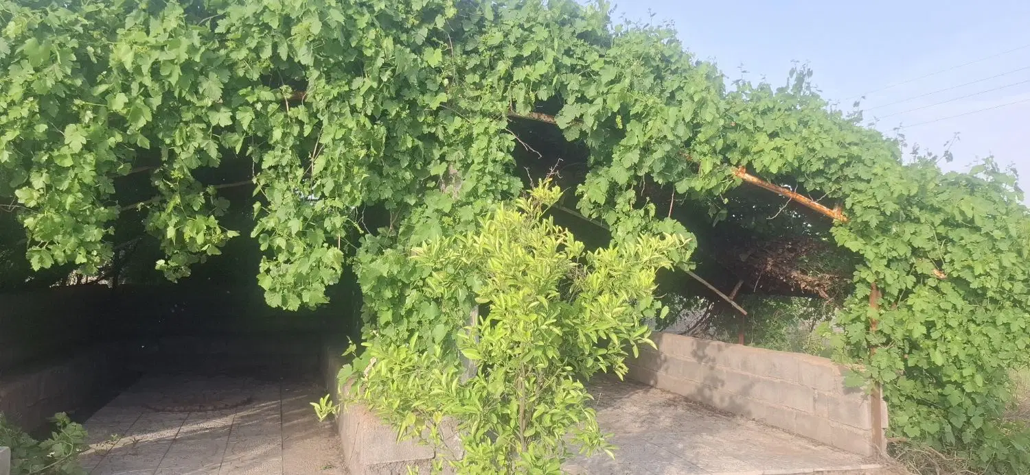 فروش باغ  دزفول