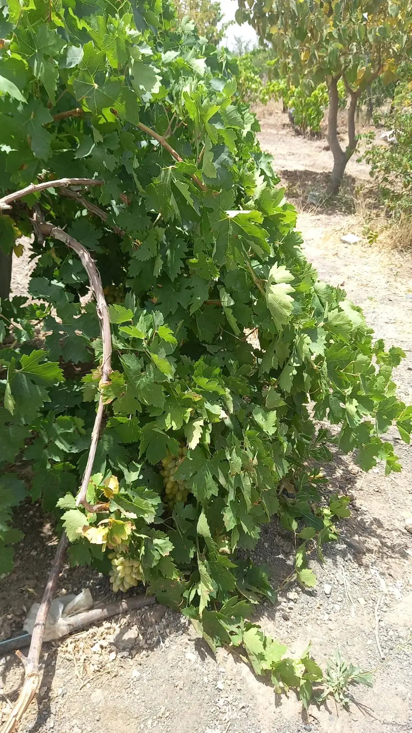 باغ درباغستان تباس سبزوار (تانکر اباد)