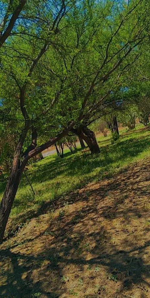 باغ شخصی با درختان بارور
