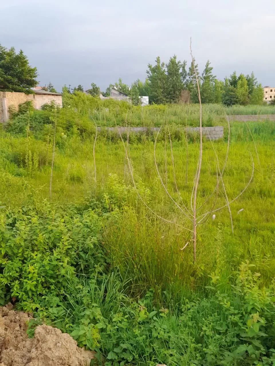 زمین ۸۰ متری سه راه یزدانی فخب کوی حسینی