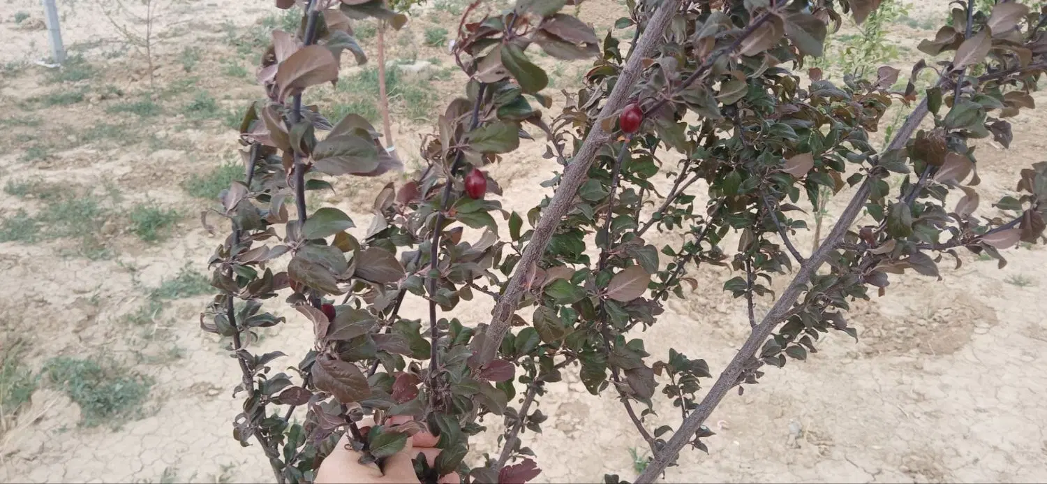 زمین باغی