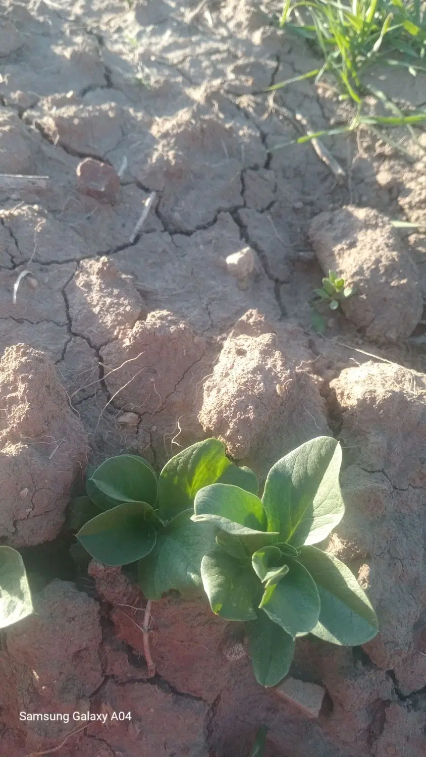 ۱۰۰۰متر زمین ازنا سگوند