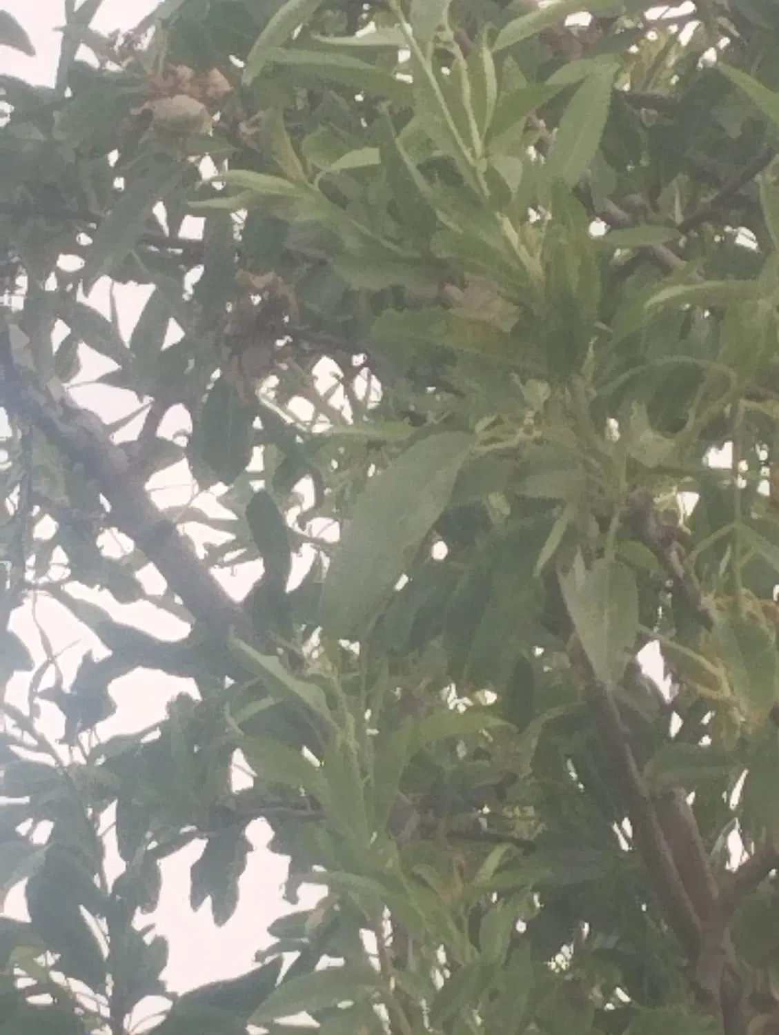 باغ در باغ معروف