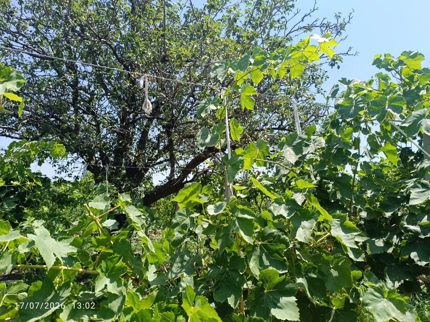 باغ انگور لک کوی فردوس