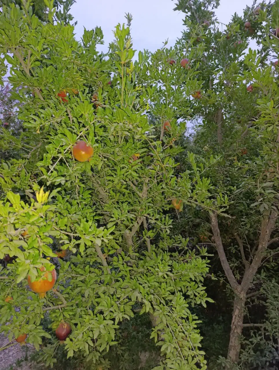 باغ 500متری درروستای محموداباد