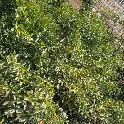 فروش باغ تفت