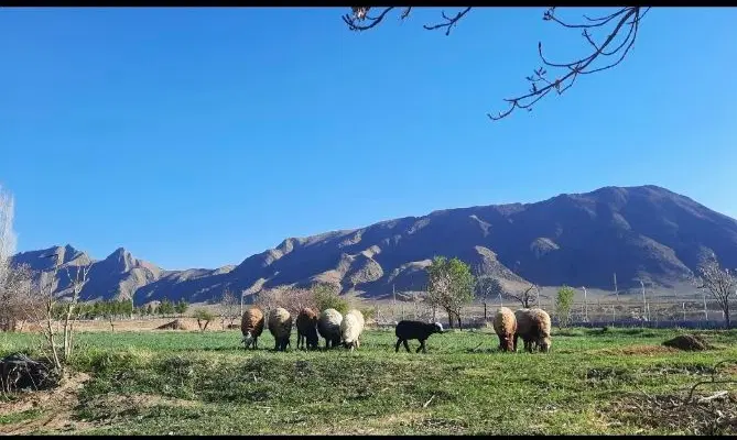 زمین کشاورزی با آب سد و چاه