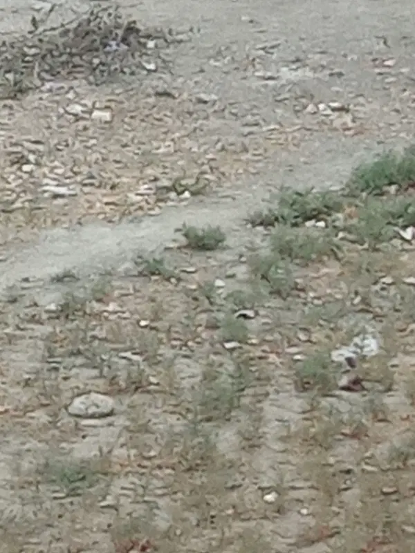 زمین و باغ مجتمع اقاقیا جنب مجموعه چمن آرا کاهو