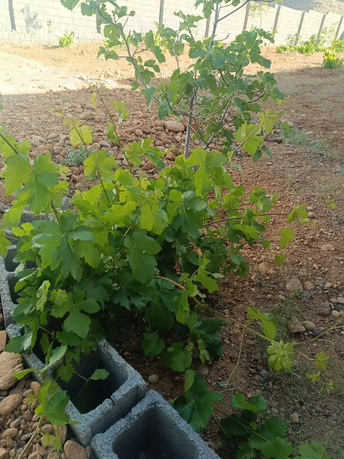 فروش یک قطعه زمین در روستای خیرآباد