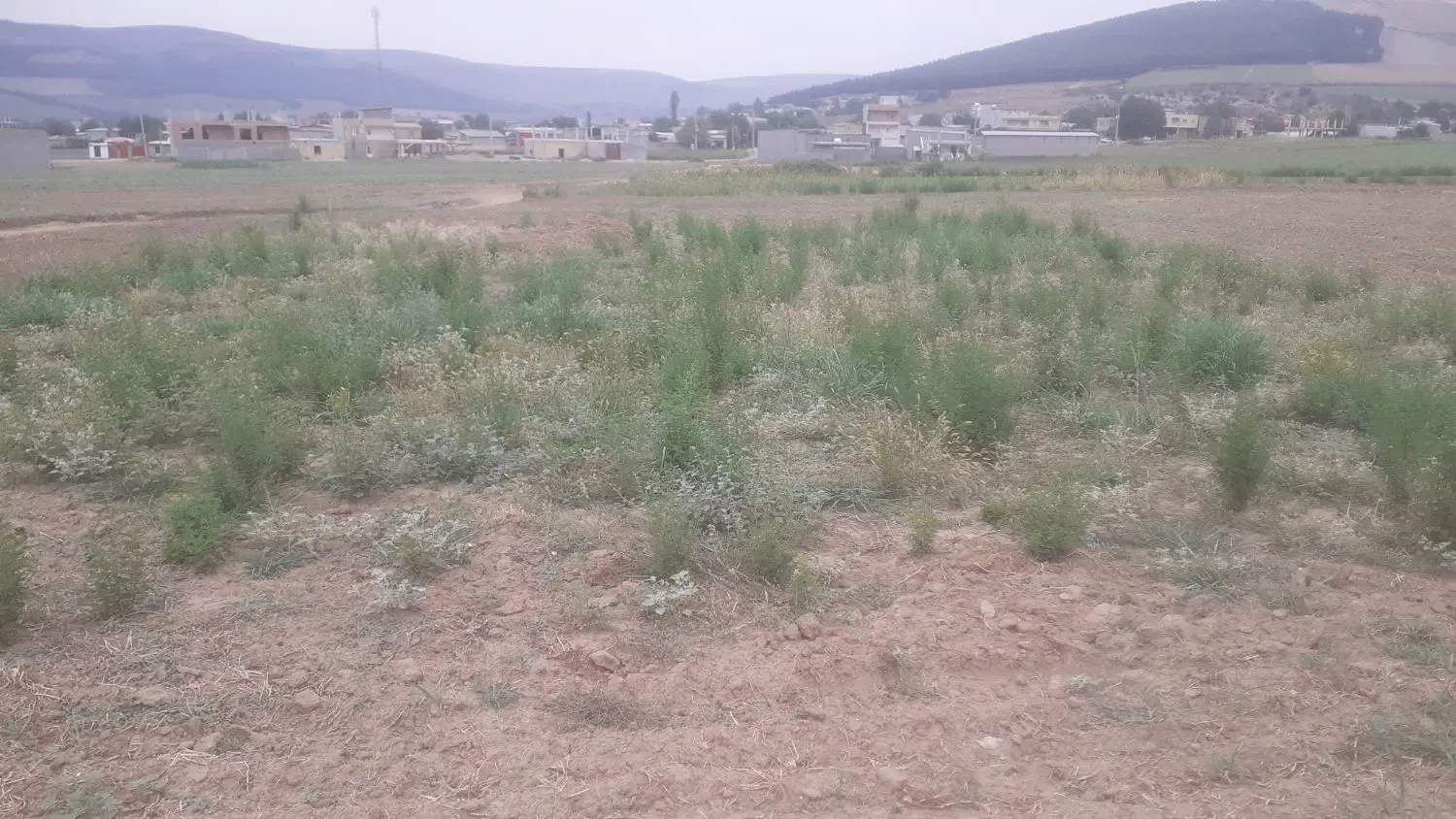 زمین کناره بافت روستای کاظم خوجه به متراژ 500